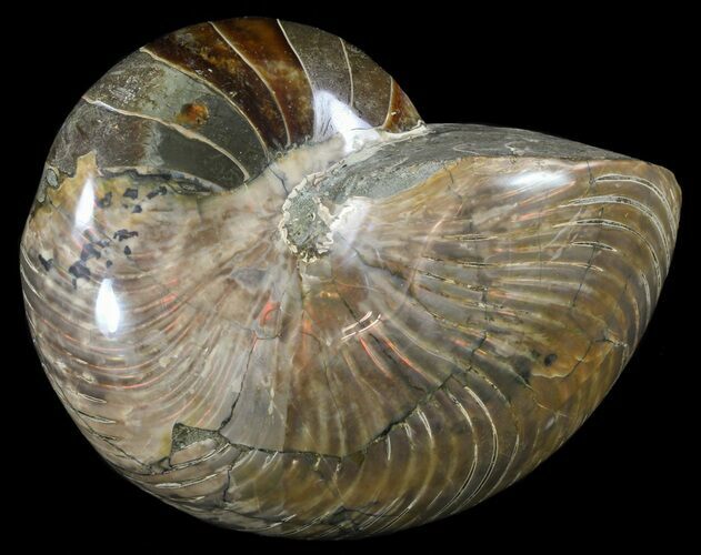 Polished Nautilus Fossil - Huge Specimen! #61347